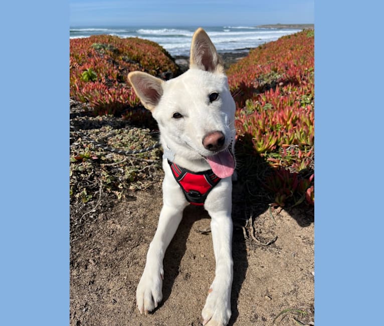 Zeke, a Japanese or Korean Village Dog tested with EmbarkVet.com