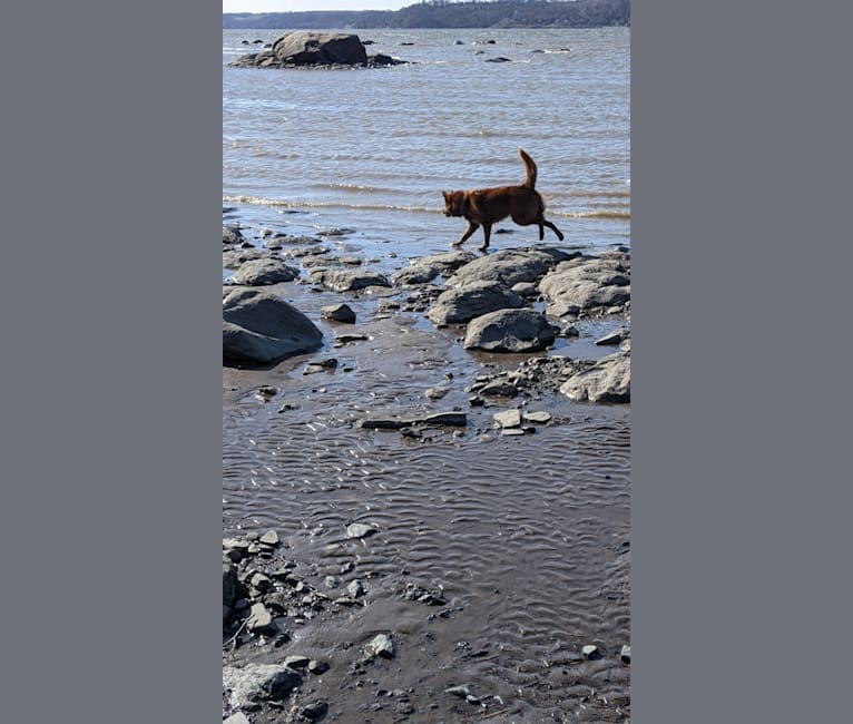 Rudy, a Canadian Eskimo Dog and Alaskan Malamute mix tested with EmbarkVet.com