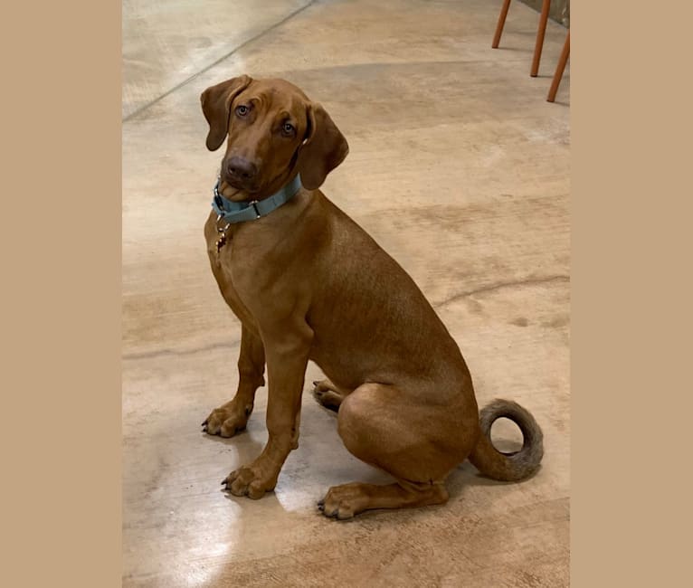 Nugget, a Doberman Pinscher and Neapolitan Mastiff mix tested with EmbarkVet.com