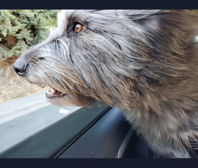 Photo of Redford, a Border Collie, English Springer Spaniel, Poodle (Small), German Shepherd Dog, Miniature Schnauzer, and Mixed mix in El Sobrante, California, USA