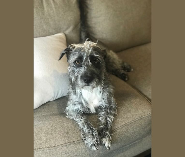 Great dane shih hotsell tzu mix