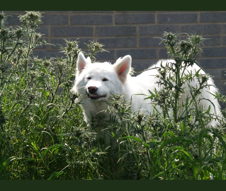 Alaska, a German Shepherd Dog and Akita mix tested with EmbarkVet.com