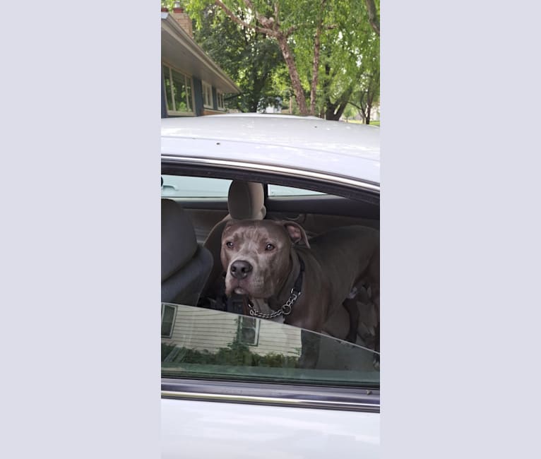 Killua, an American Bully tested with EmbarkVet.com