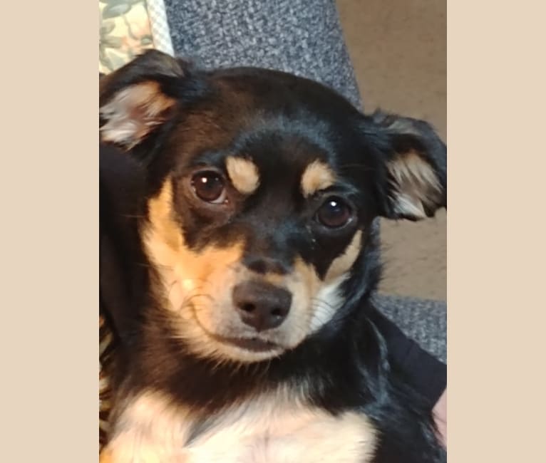 Photo of Chloe Adele, a Chihuahua, Yorkshire Terrier, and Mixed mix in Cedar Hill, Texas, USA