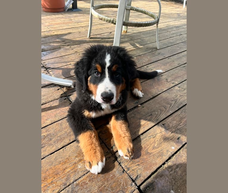 Rizzo, a Bernese Mountain Dog tested with EmbarkVet.com
