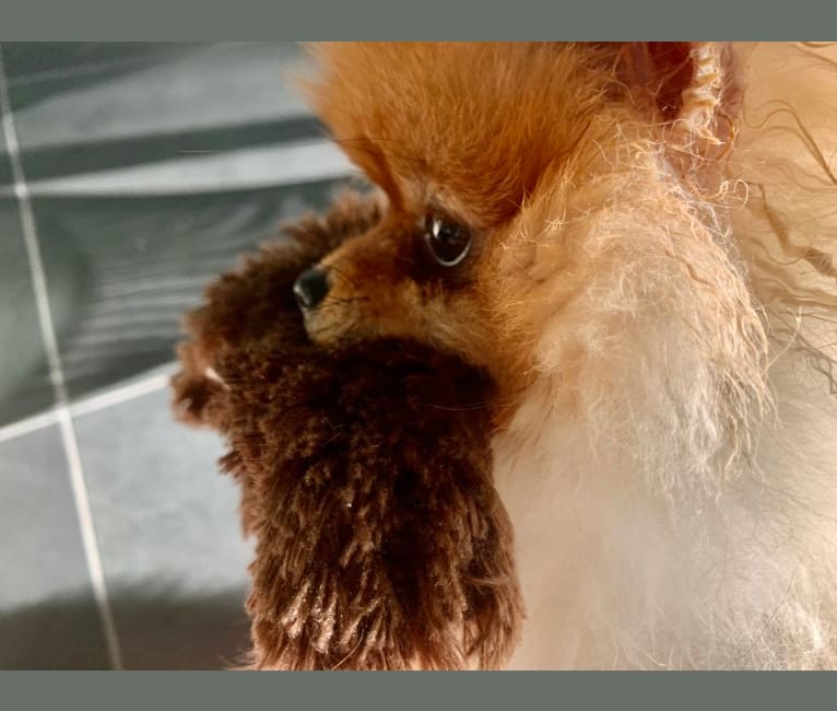 Photo of Santino, a Pomeranian  in Norfolk, VA, USA