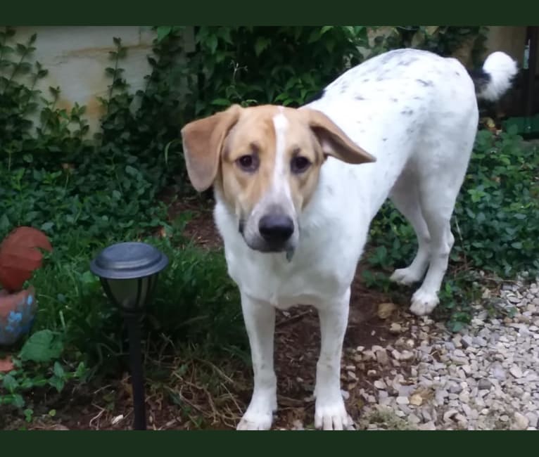 Maisie, a German Shepherd Dog and Beagle mix tested with EmbarkVet.com