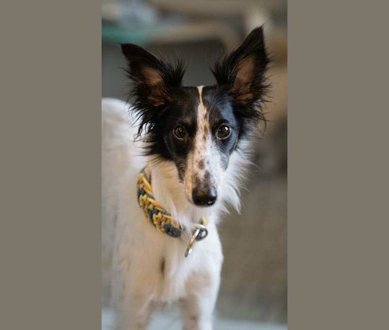Fable, a Silken Windhound tested with EmbarkVet.com