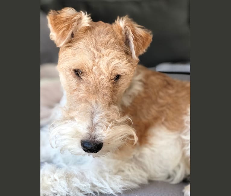 Rocky, a Wire Fox Terrier tested with EmbarkVet.com