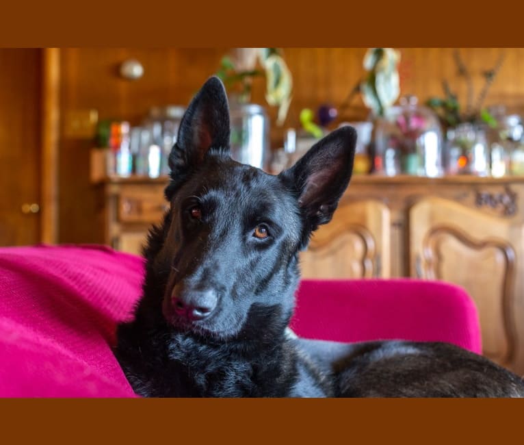 Ada, a Belgian Malinois and German Shepherd Dog mix tested with EmbarkVet.com