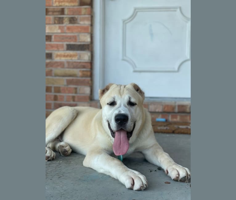 Embark Dog DNA Test Breed