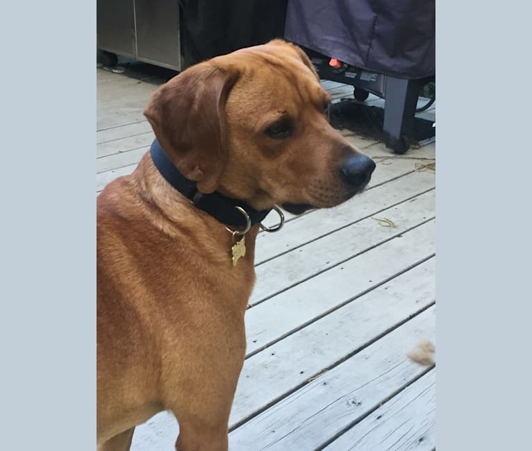 Dusty, a Labrador Retriever and Cocker Spaniel mix tested with EmbarkVet.com