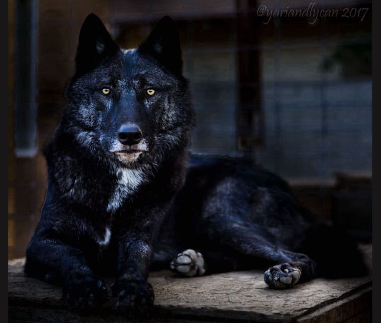 Lycan shepherd dog top