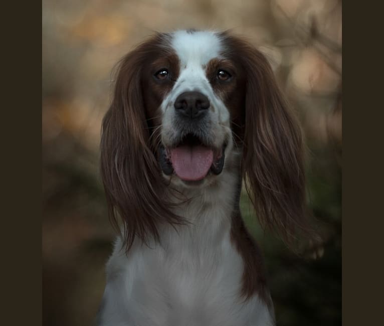 Witty, an Irish Red and White Setter tested with EmbarkVet.com