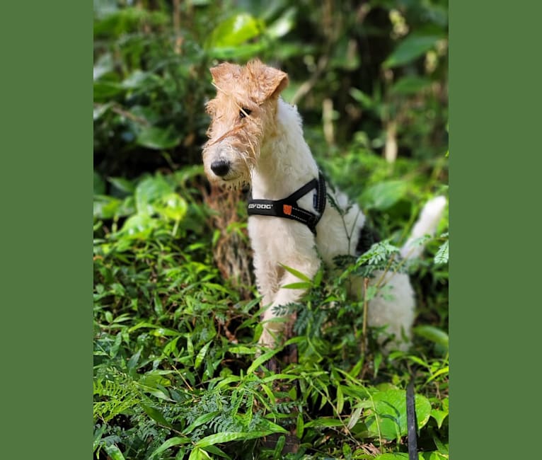 Lani, a Wire Fox Terrier tested with EmbarkVet.com