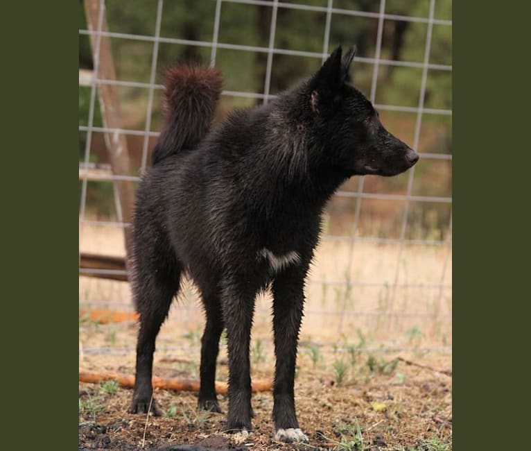 Photo of Warden, a Karelian Bear Dog, Irish Wolfhound, and Alaskan Malamute mix in New Mexico, USA