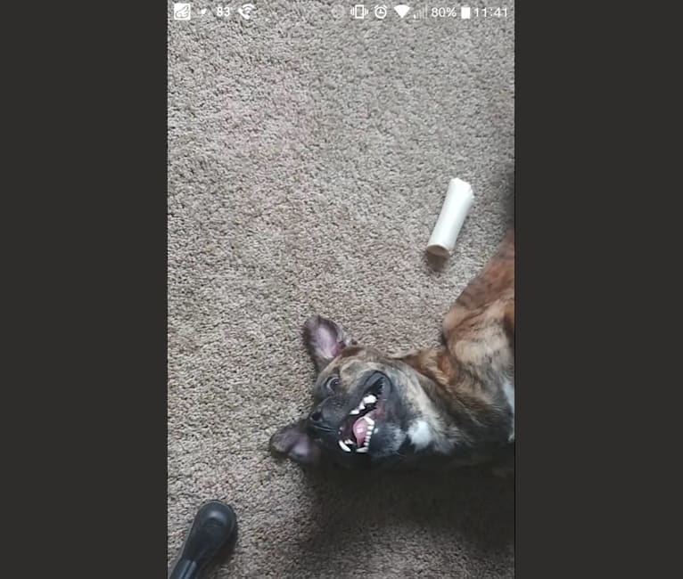 Atlas, an American Pit Bull Terrier (12.2% unresolved) tested with EmbarkVet.com
