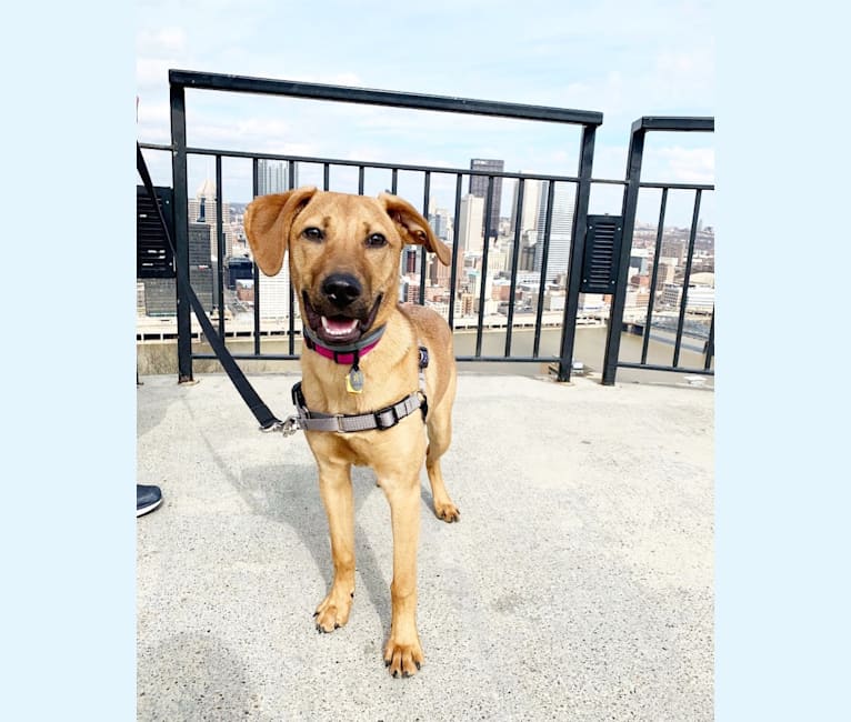 Embark Dog Dna Test Breed