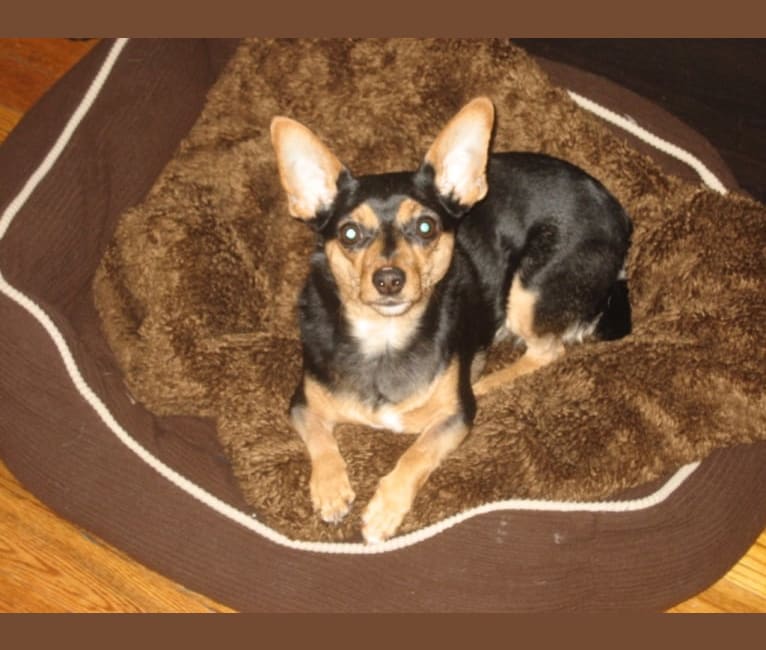 Photo of Ruby, a Miniature Pinscher, Chihuahua, and Maltese mix in Morristown, New Jersey, USA