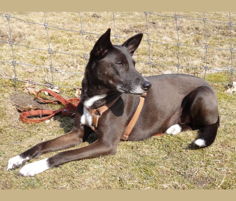 Bonji, a Central and East African Village Dog tested with EmbarkVet.com