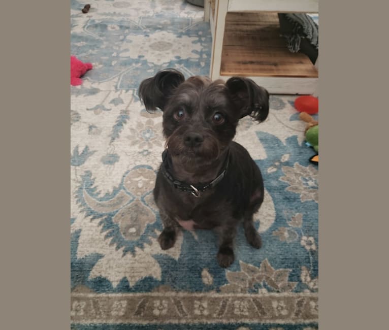Photo of Cash, a Chihuahua, Poodle (Small), Shih Tzu, and Mixed mix in North Fort Myers, Florida, USA