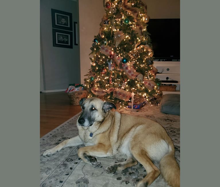 Photo of Stella, a Great Pyrenees, German Shepherd Dog, Belgian Malinois, and American Pit Bull Terrier mix in Garland, Texas, USA
