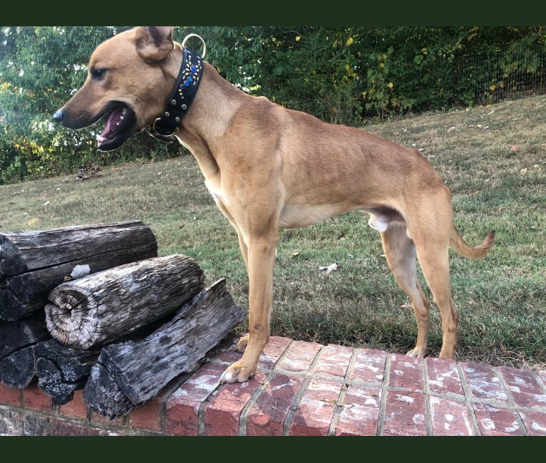 embark dog dna test breed