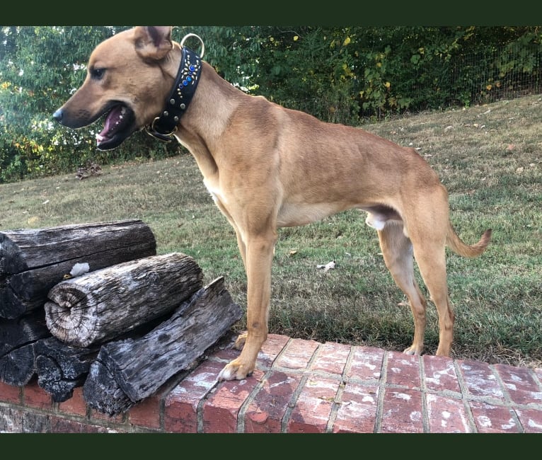 bull terrier greyhound mix