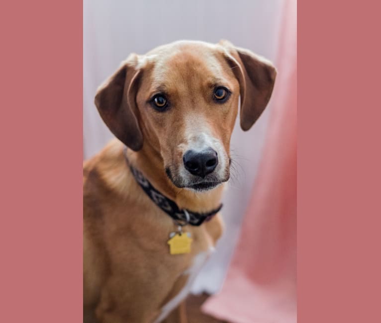 Lincoln, an American Pit Bull Terrier and Basset Hound mix tested with EmbarkVet.com