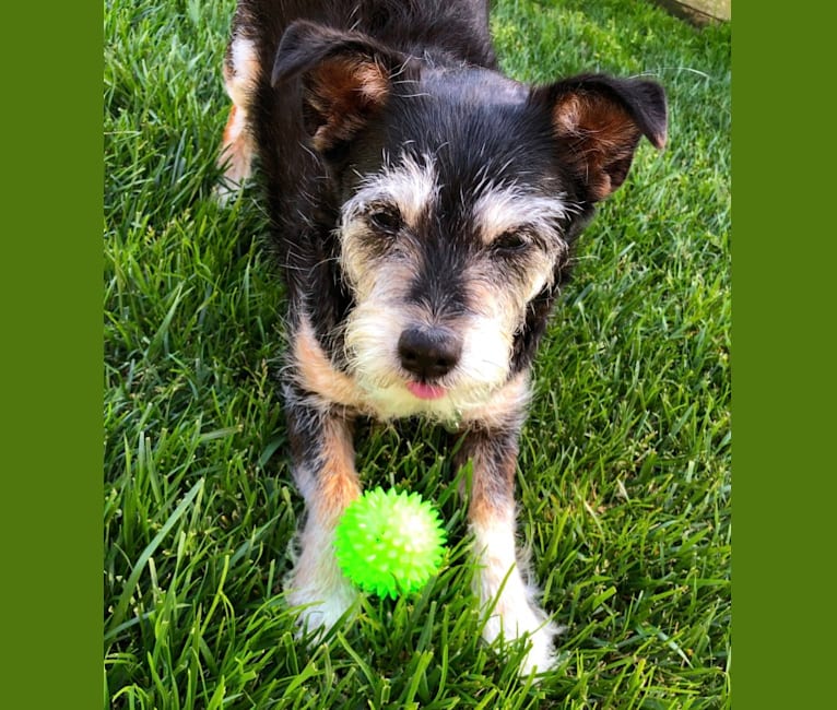 Buddy, a Russell-type Terrier and Pomeranian mix tested with EmbarkVet.com