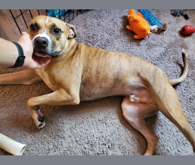 Coffee, an American Pit Bull Terrier and Boxer mix tested with EmbarkVet.com