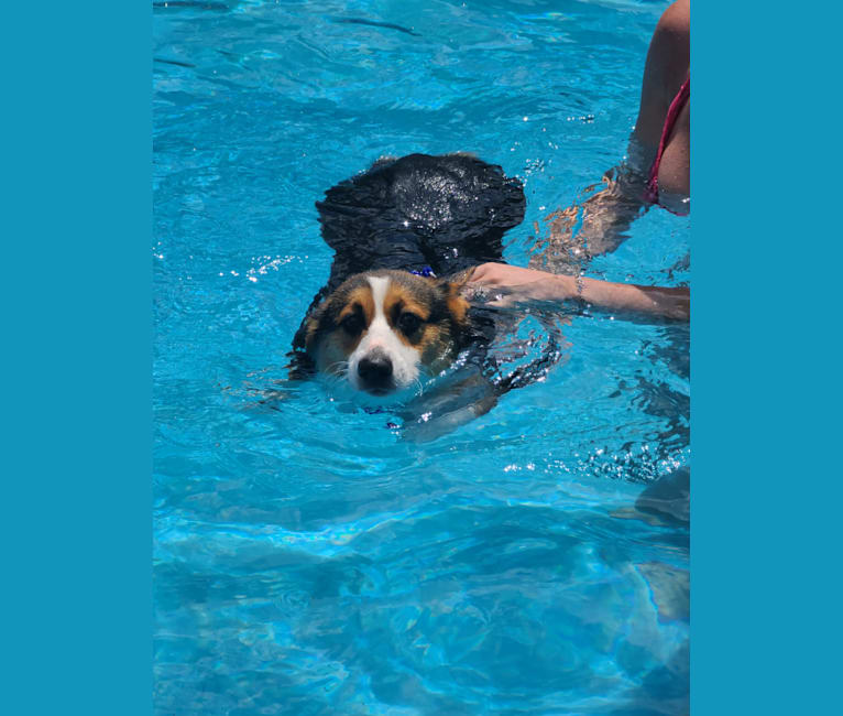 Jackson, a Pembroke Welsh Corgi tested with EmbarkVet.com