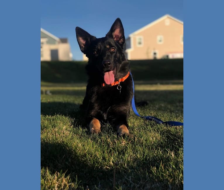 Ludo, a German Shepherd Dog and Great Pyrenees mix tested with EmbarkVet.com