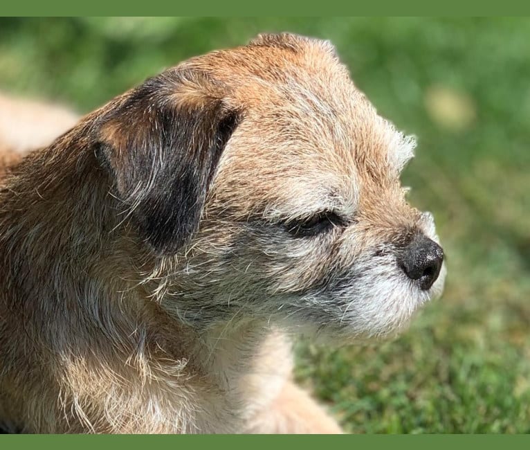 Derby, a Border Terrier tested with EmbarkVet.com