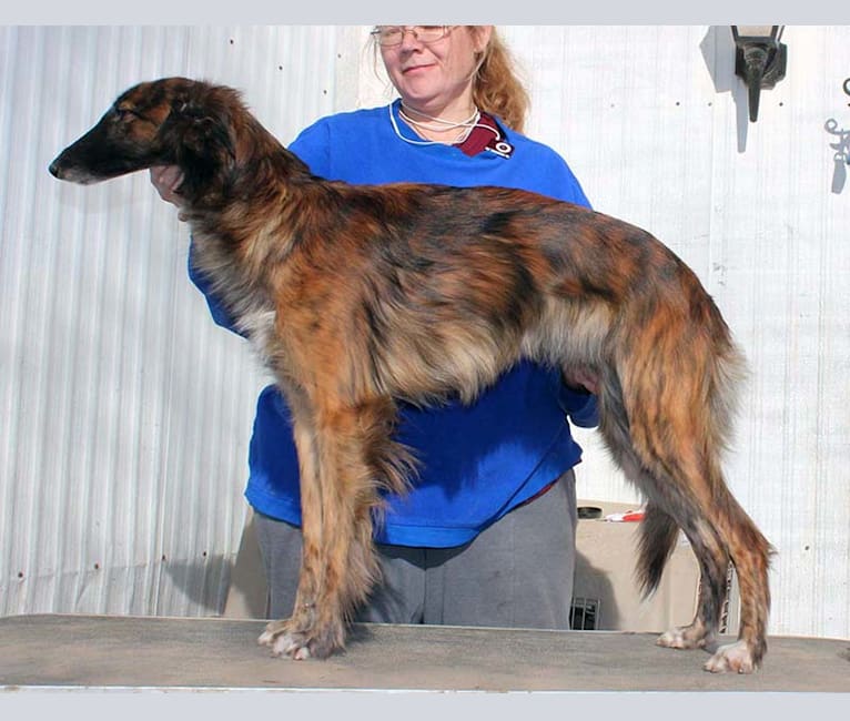 Darby, a Silken Windhound tested with EmbarkVet.com