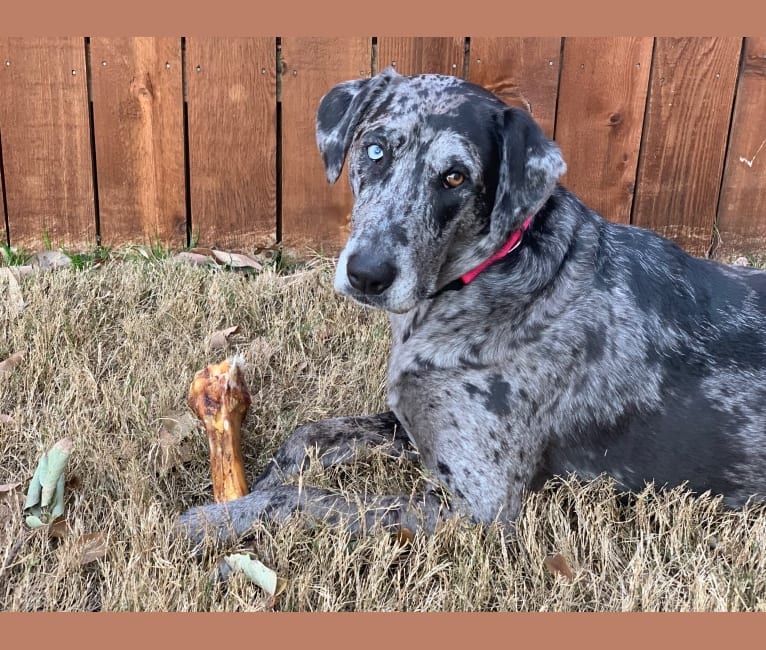 Jelly Bean, a Catahoula Leopard Dog and Golden Retriever mix tested with EmbarkVet.com