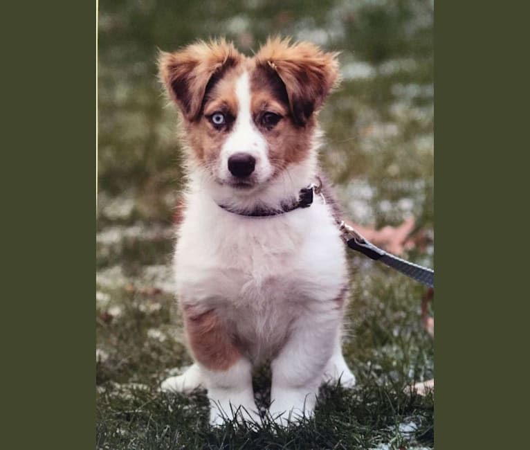 Skylar, an Australian Shepherd and Basset Hound mix tested with EmbarkVet.com