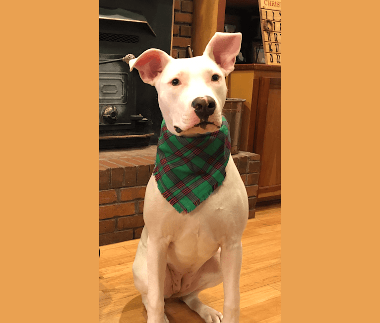 Dogo argentino clearance husky mix