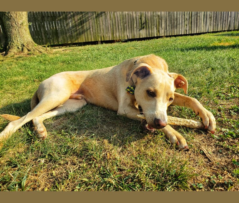 Photo of Leo, an American Foxhound, American Pit Bull Terrier, German Shepherd Dog, American English Coonhound, Rottweiler, and Pointer mix in South Carolina, USA