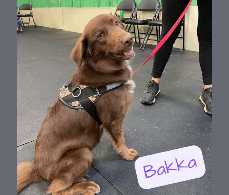 Bakka, an Icelandic Sheepdog and Border Collie mix tested with EmbarkVet.com