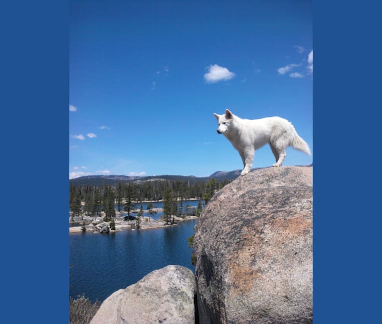Photo of Meeshka, a Siberian Husky  in California, USA
