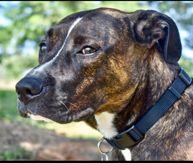 Tito, an American Pit Bull Terrier and American Staffordshire Terrier mix tested with EmbarkVet.com