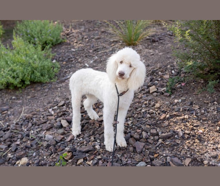 Linnea, a Poodle (Standard) tested with EmbarkVet.com