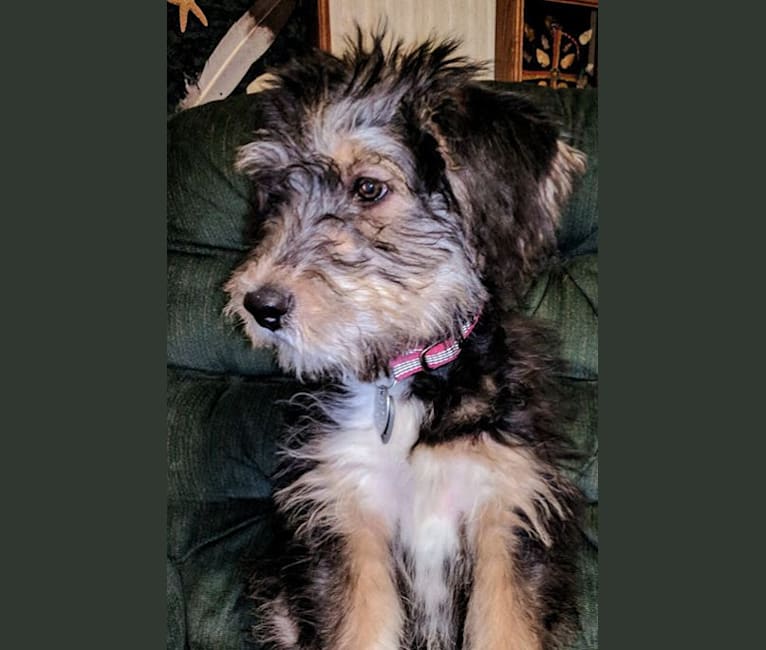 Embark Dog DNA Test Breed