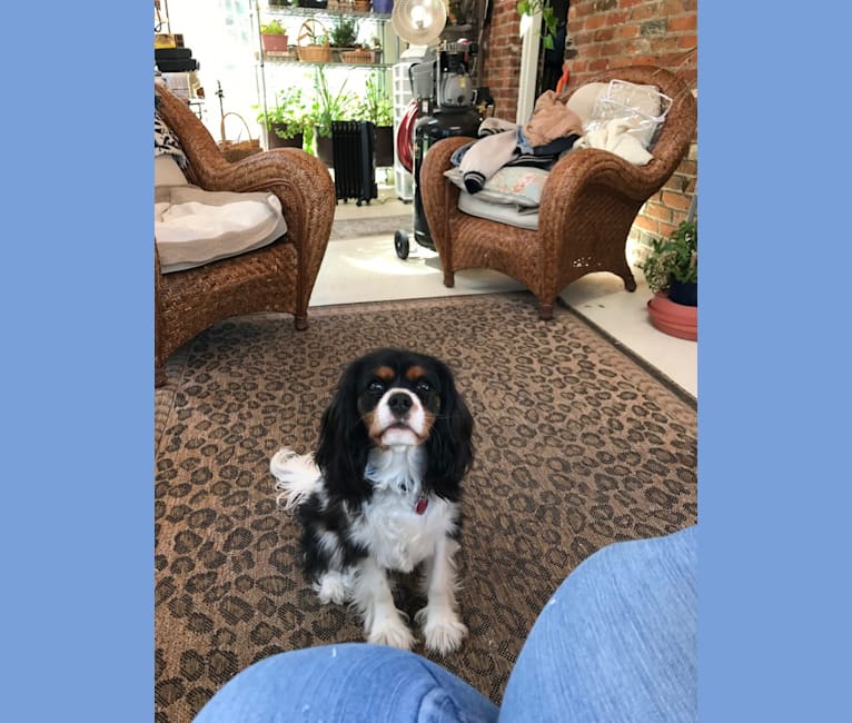Chester, a Cavalier King Charles Spaniel tested with EmbarkVet.com
