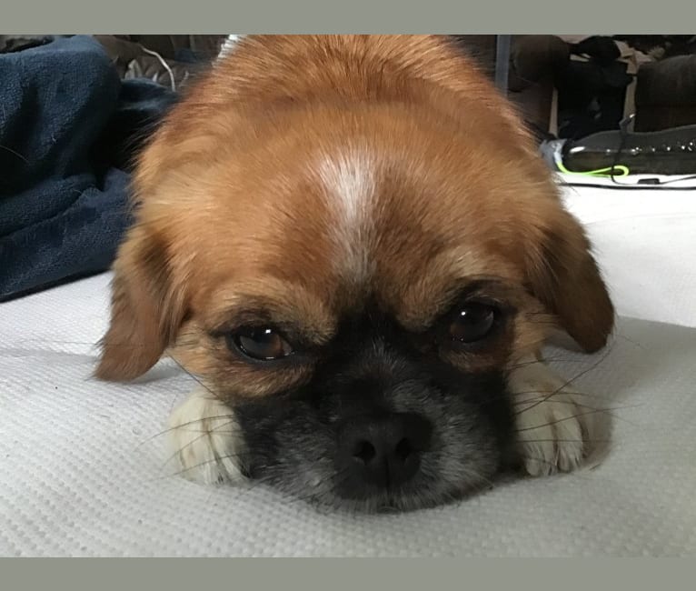 Minnie, a Pekingese and Russell-type Terrier mix tested with EmbarkVet.com