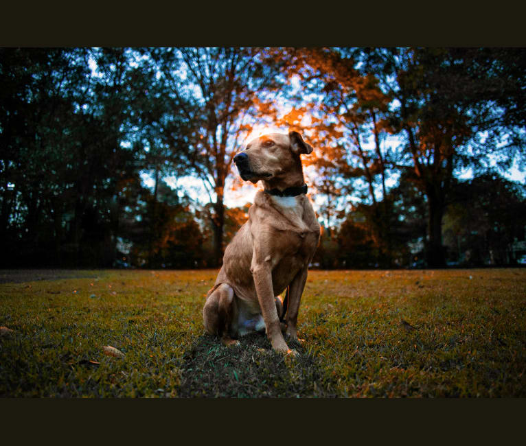 Rigby, a Labrador Retriever and American Pit Bull Terrier mix tested with EmbarkVet.com