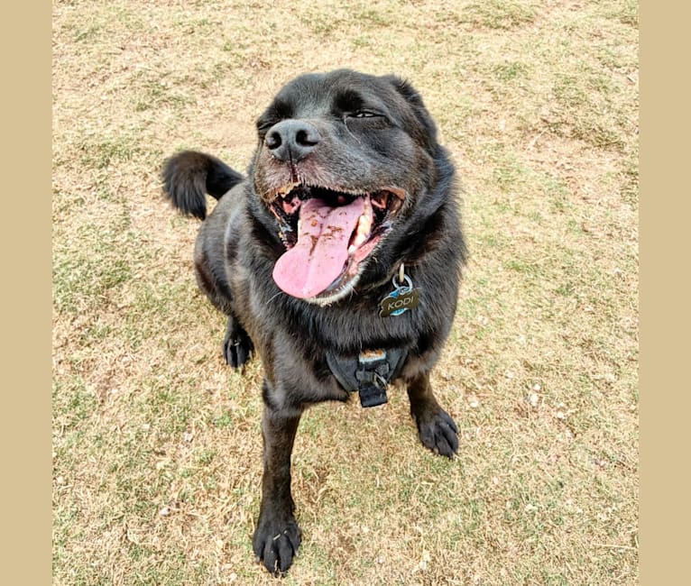 Embark Dog Dna Test Breed
