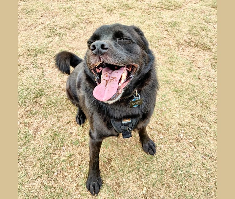 Kodi, a Pug and Golden Retriever mix tested with EmbarkVet.com