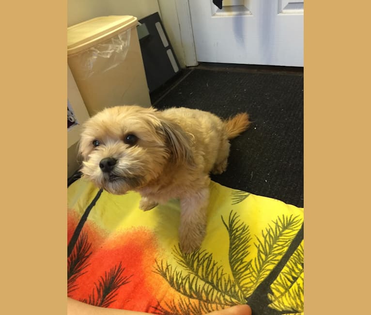 Roscoe, a Rat Terrier and Lhasa Apso mix tested with EmbarkVet.com